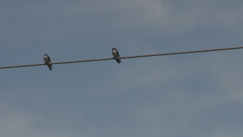 Two Birds on a Wire in Love or Fighting