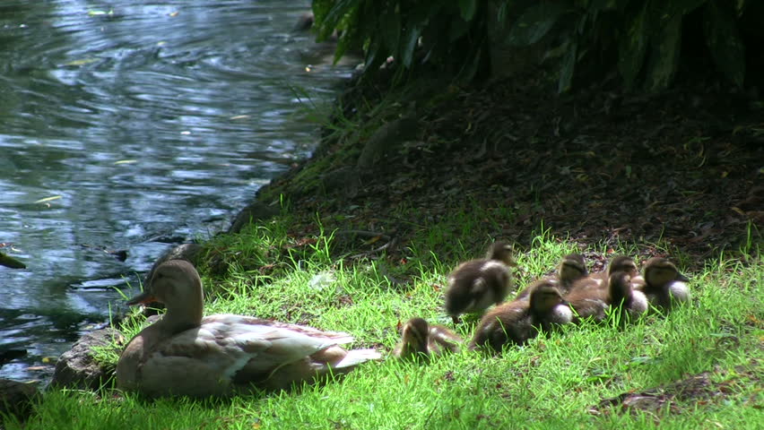 Mother duck and her ducklings near a lake in HD 1080i.