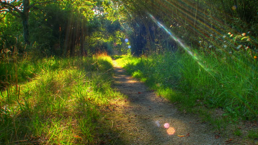 Sunset beams through trees on forest path, HD motorized time lapse clip, high dynamic range imaging