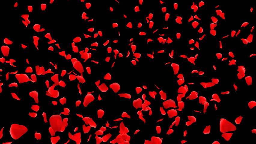 Rose Petals.