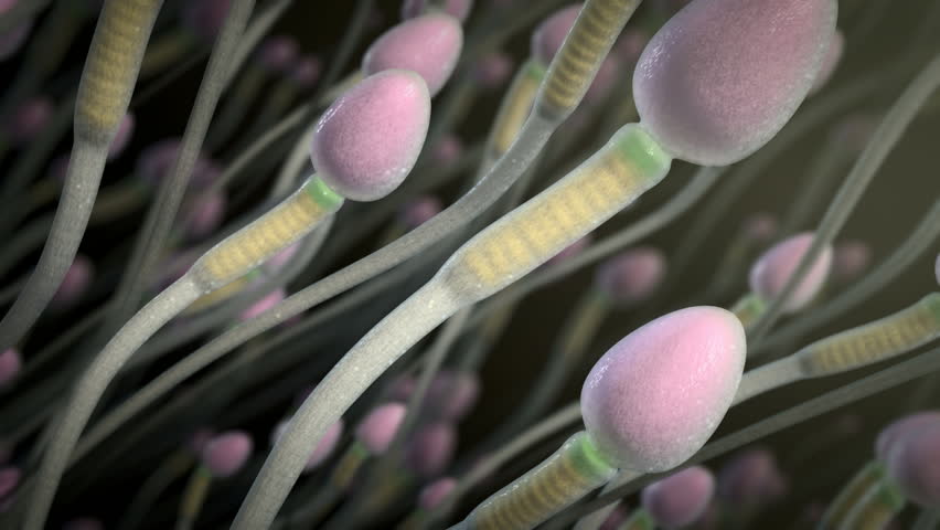 Group of sperms race in competition		 