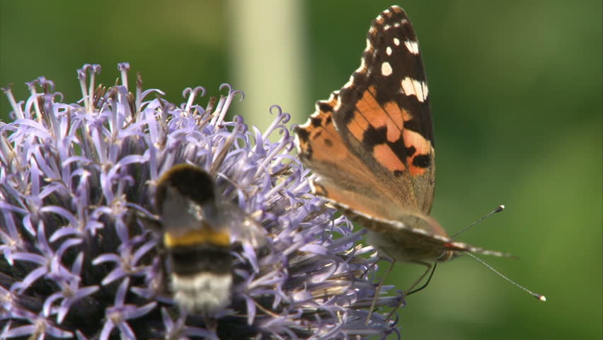 Bumblebee with Painted Lady butterfly with opened wings are suckling nectar by proboscis from violet flower.