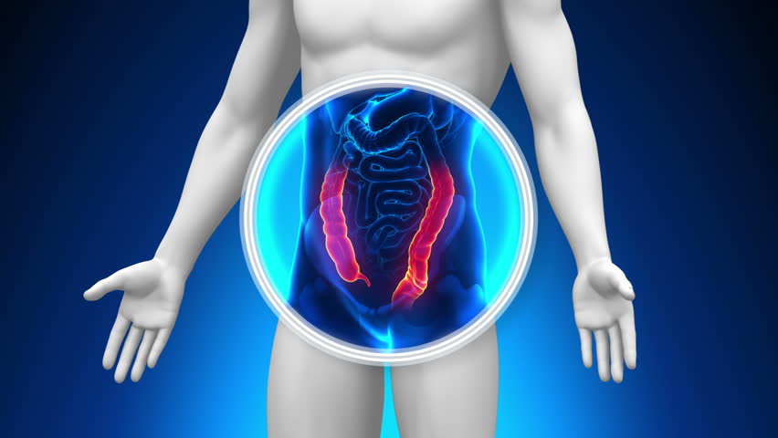 Female GUTS COLON Anatomy In Blue X-ray Loop Stock Footage Video