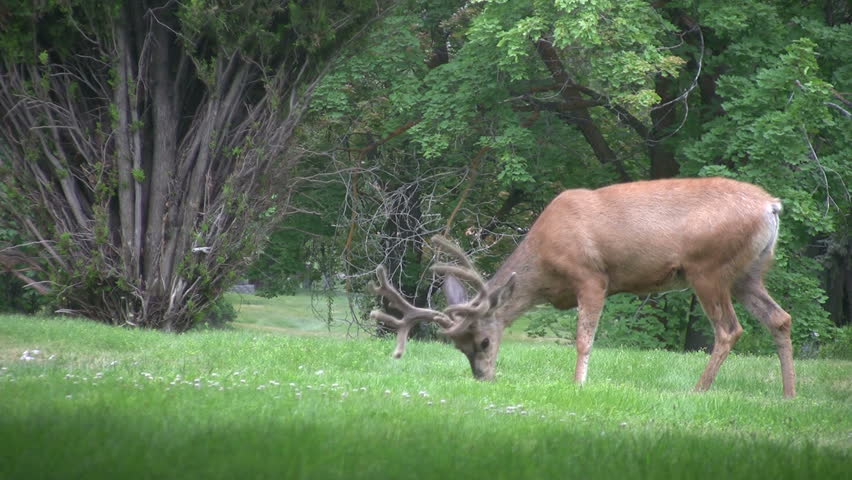 Video of Utah Mule Deer in city cemetery Salt Lake City. Trees, bushes, headstones and garden. Buck with antlers in velvet. Don Despain of Rekindle Photo