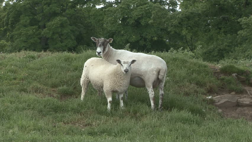 A ewe and her lamb stand together. HD.