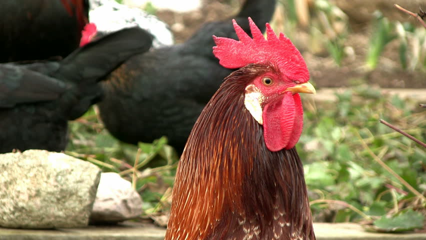 rooster looks around