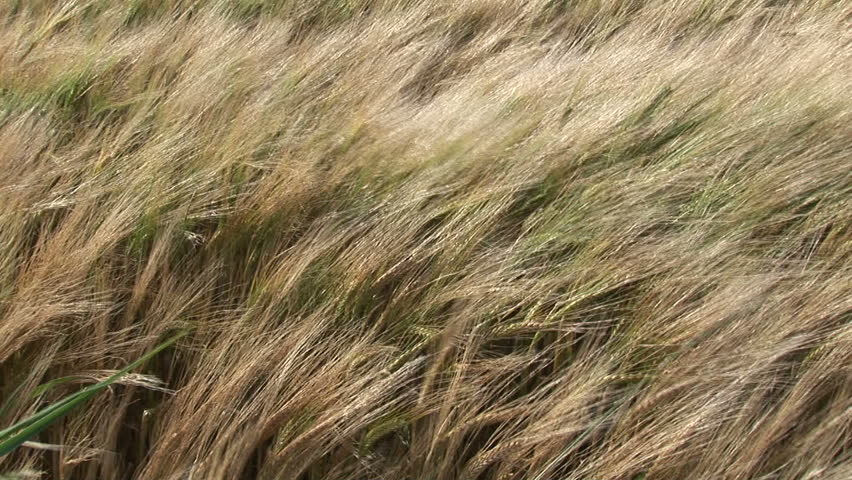 Blowing field