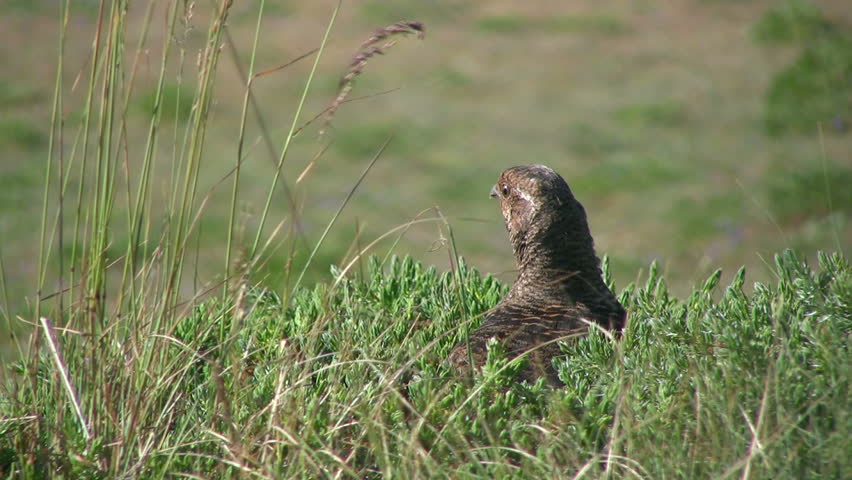 HD 1080i shot of a Grouse in the Olympic Mountains.