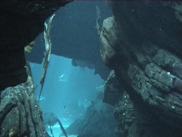 Penguins playing underwater