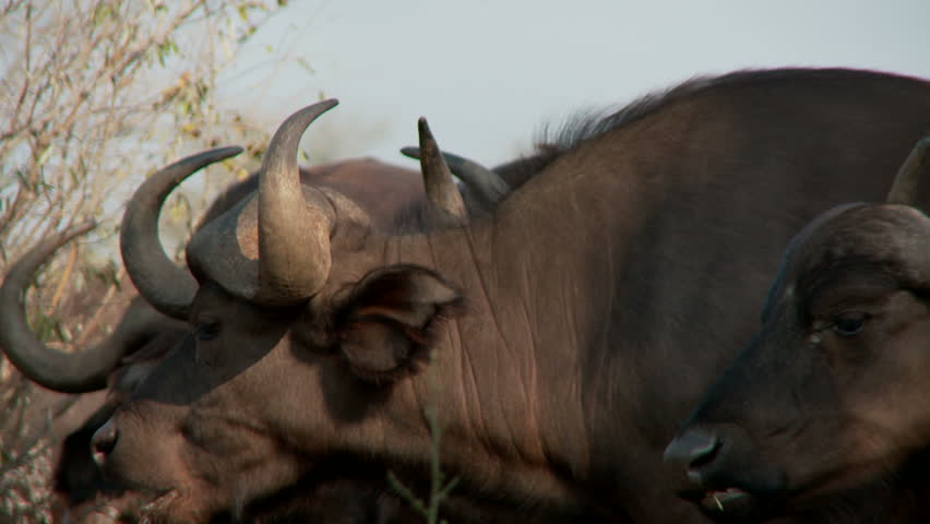 Two buffaloes looking away, turn to look and nod