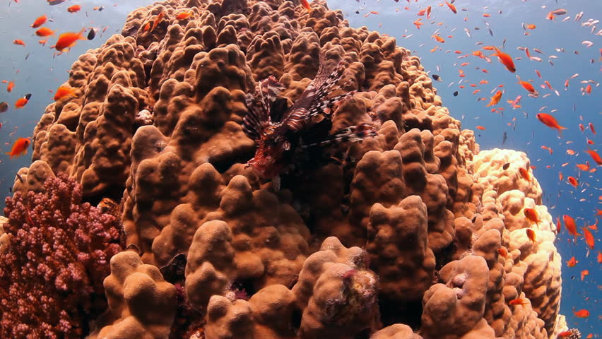 red lion fish and hard coral