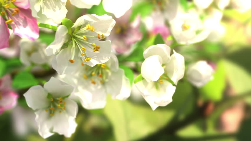 4k blossoming apple-tree, beautiful 3d animation. 