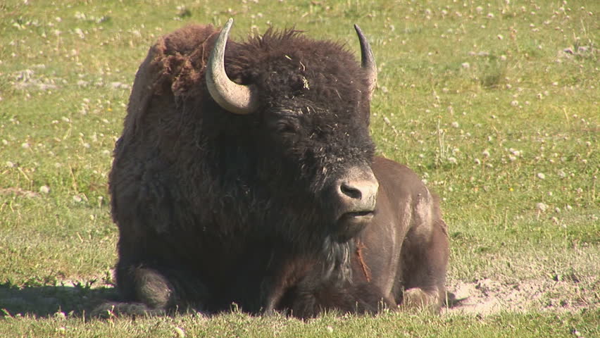 Close shot of bison ruminating in Yellowstone National Park