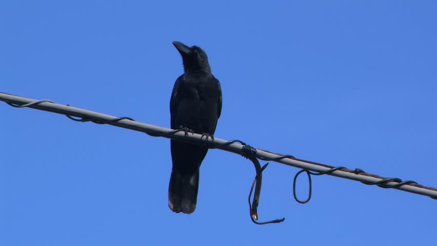 Raven on a wire