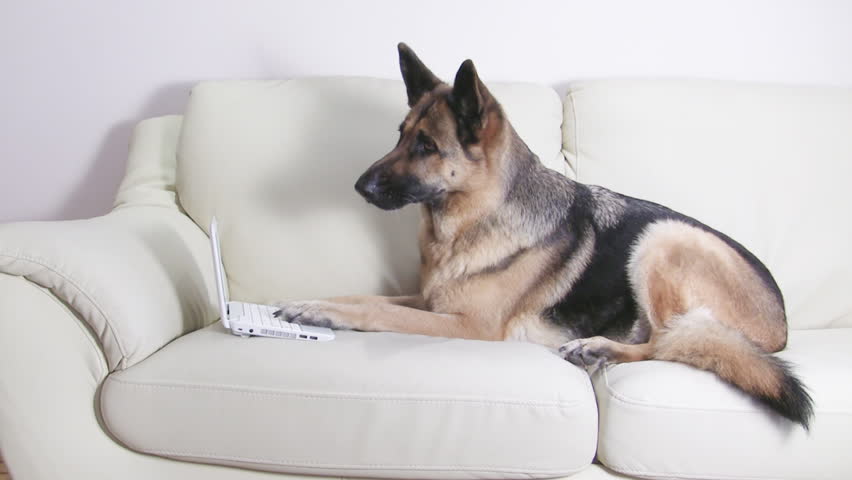 Smart German Shepherd working with netbook on the couch