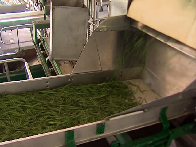 Overview of the industrial processing of green beans in the factory.Green beans moves on the conveyor belt through various processes 
