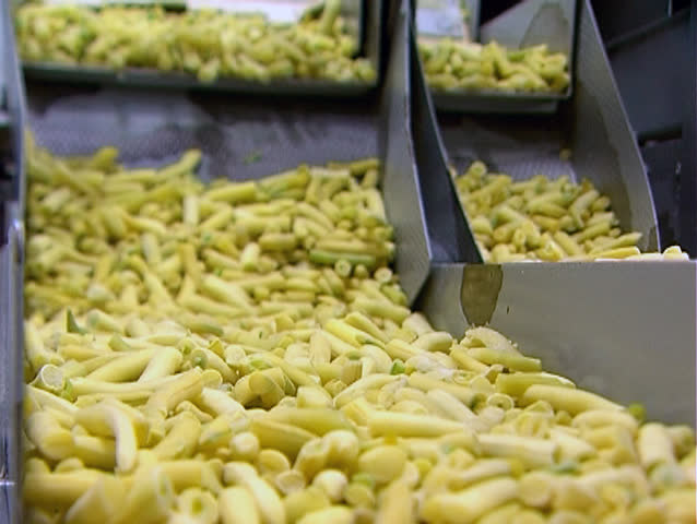 Yellow beans moves on the conveyor belt through industrial processing 