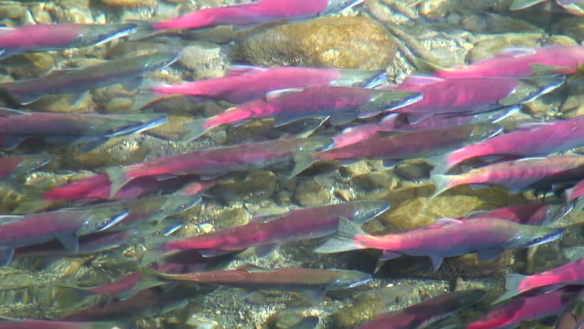 Spawning salmon in a creek (medium shot) 
