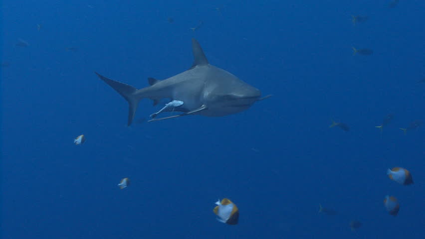 Gray Reef Shark swims at Camera