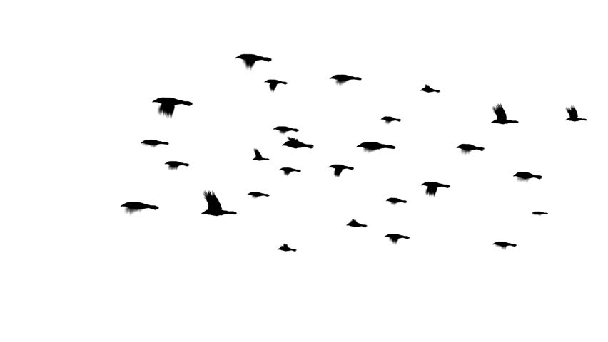 a-flock-of-crows-or-murder-of-crows-flying-computer-generated-and