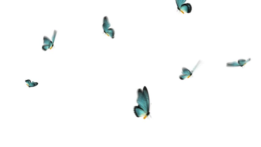 Light blue butterflies fly around in a small group. HD 1080, digitally generated and seamlessly loop-able.