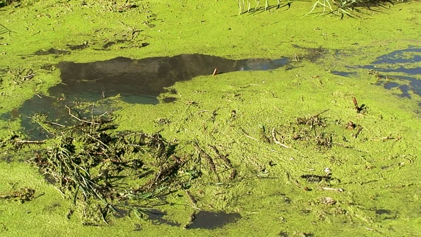 Algae flowing down a canal/stream 2