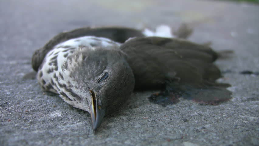 Dead bird on the pavement. Two angles: Closeup of head and overhead shot.