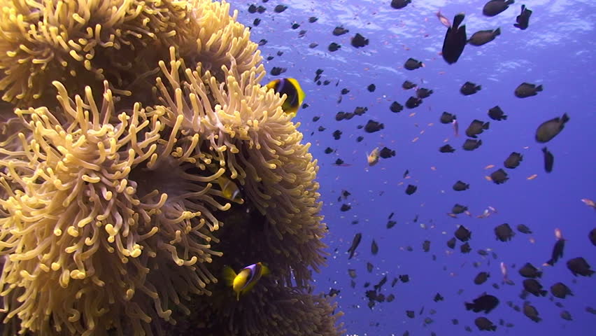 Magnificent anemone (heteractis magnifica) and Red sea anemonefish (amphiprion bicinctus). Red Sea, Egypt.