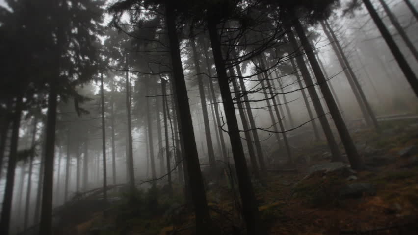 afternoon at the wood on Stone Montains-Poland