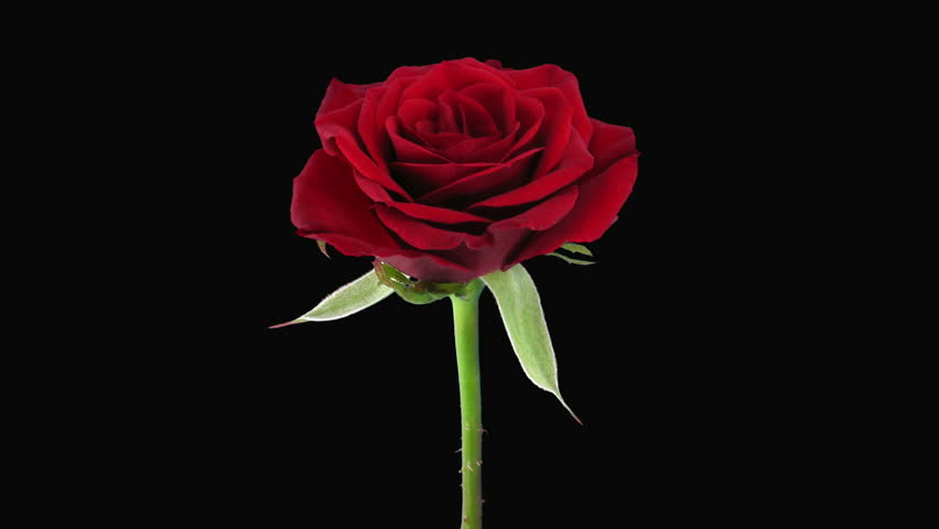Time-lapse of dying "Valentino" rose with alpha matte 4 