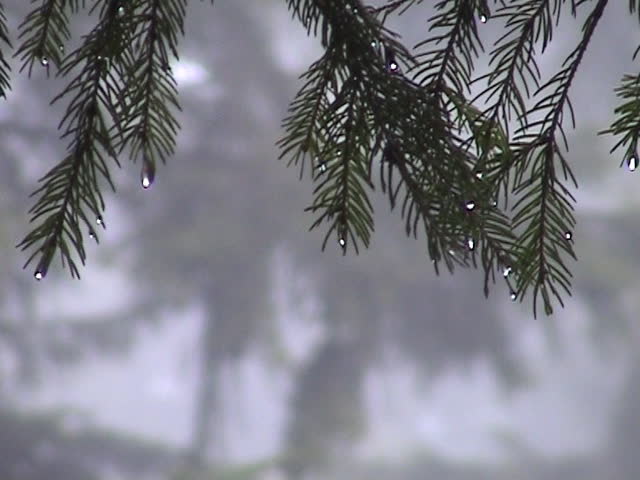 conifer needles