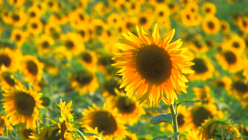 HD Beautiful yellow sunflowers and flying bees, Closeup, Canon XH A1, FullHD  