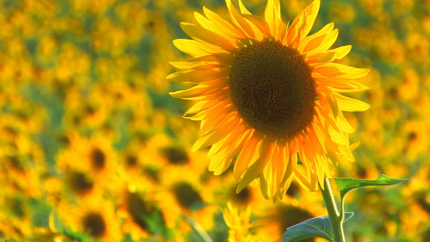 HD Beautiful yellow sunflower in the sun, Closeup, Canon XH A1, FullHD video, 1080p, 25fps, progressive scan 