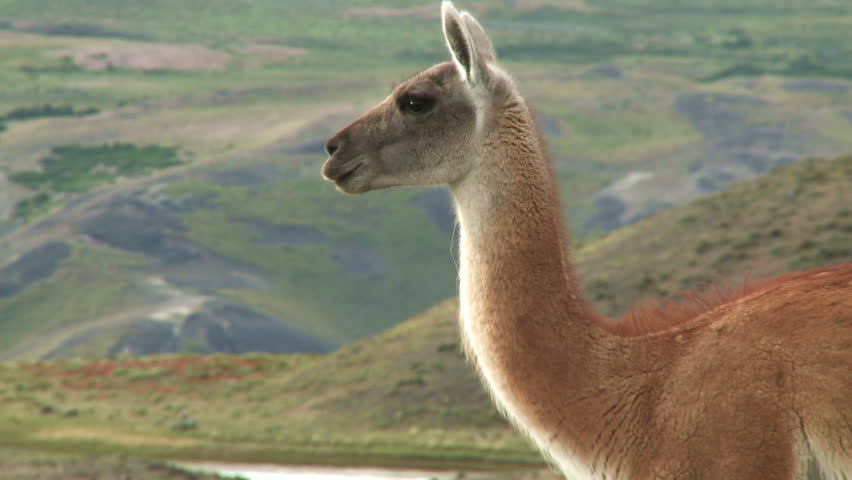 Chilean guanaco. Wildlife of Patagonia 