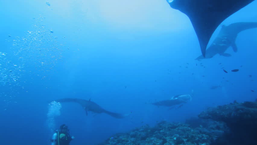 Mantas (Manta birostris), Maldives