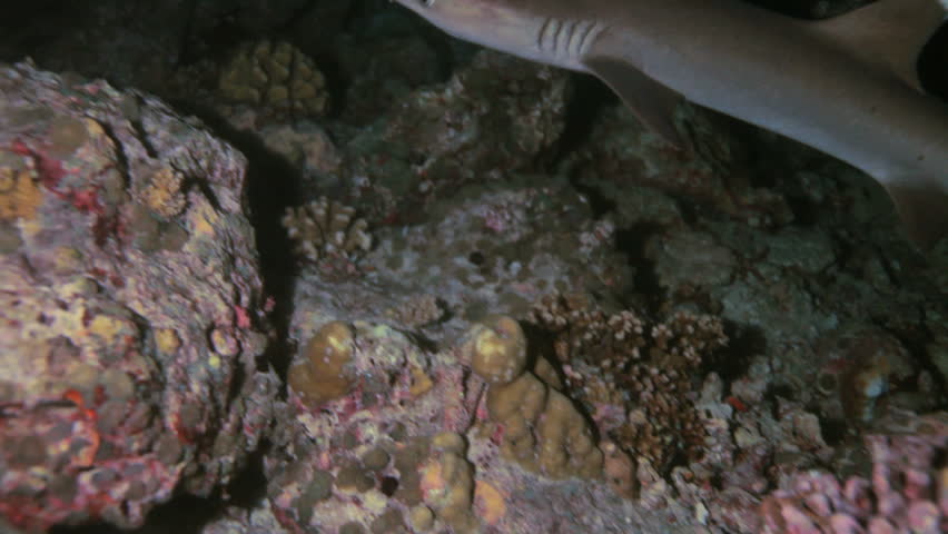 Whitetip reef shark (Triaenodon obesus) at night, Maldives
