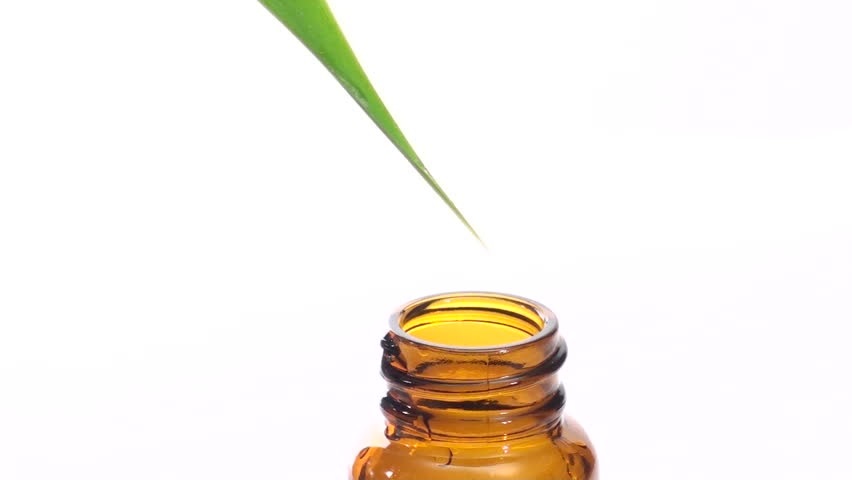 Herbal essence drips from tropical foliage into glass bottle against white background