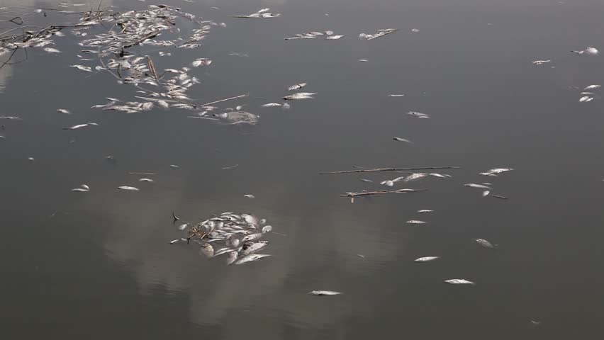 Dead fish