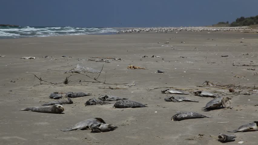 Dead fish