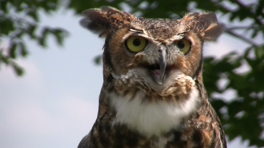 Close up of Owl