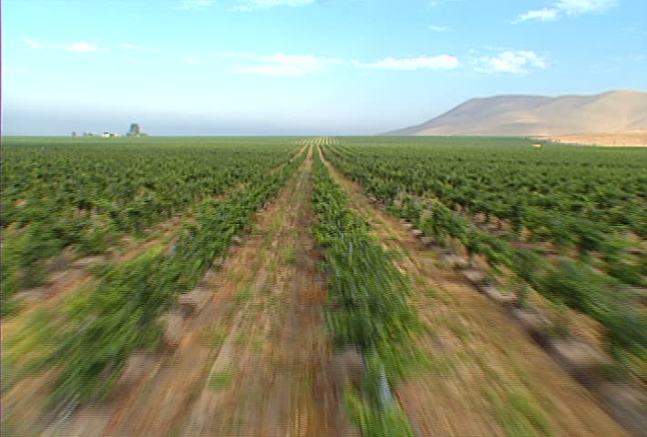 A low-flying aerial shot over a Santa Barbara vineyard.