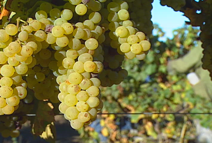 Picking grapes from the vine, in the vineyard.