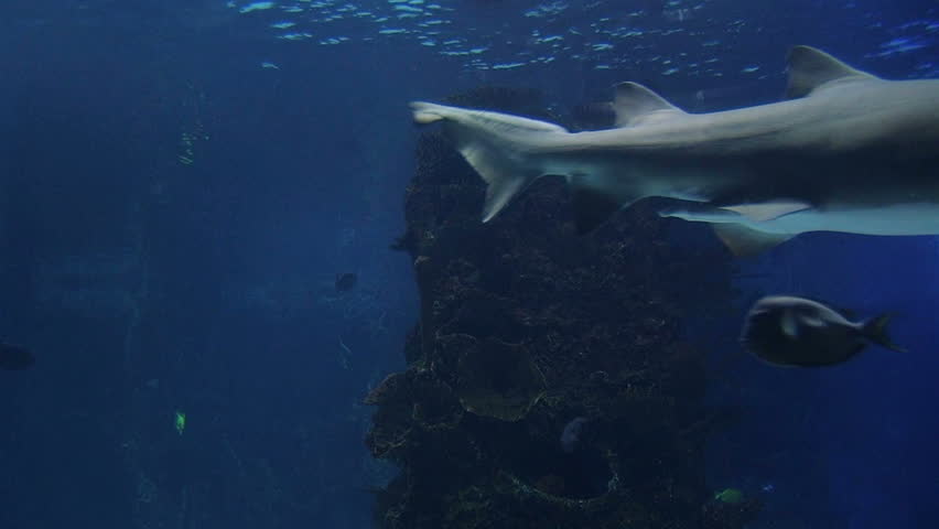 Sharks swimming in tropical aquarium with other fish and sealife. 