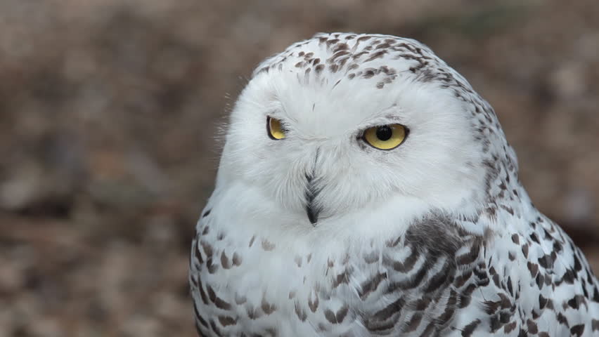 HD footage of a beautiful Snowy owl (Bubo scandiacus)