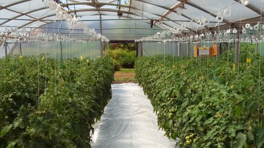 Hydroponic cultivation of tomatoes in greenhouse