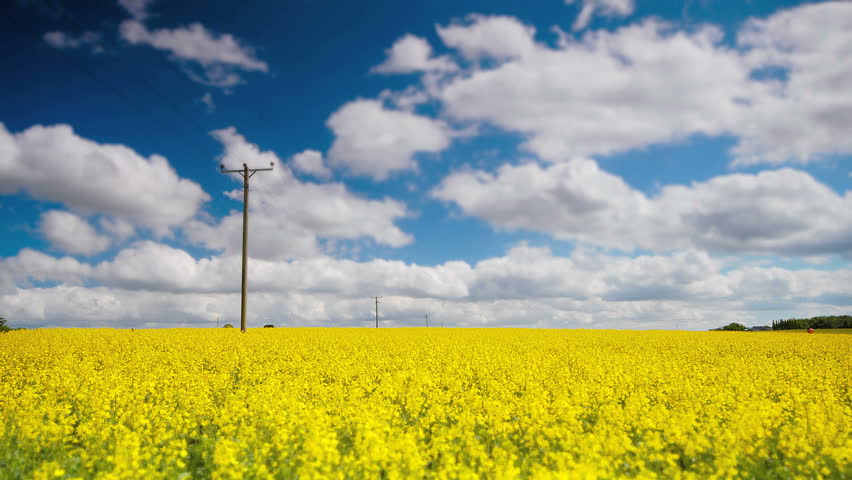 Oil Seed Rape Field
