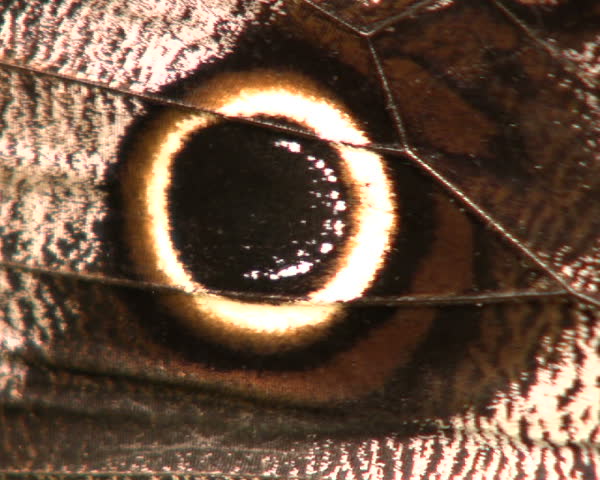 Owl butterfly (Caligo eurilochus)