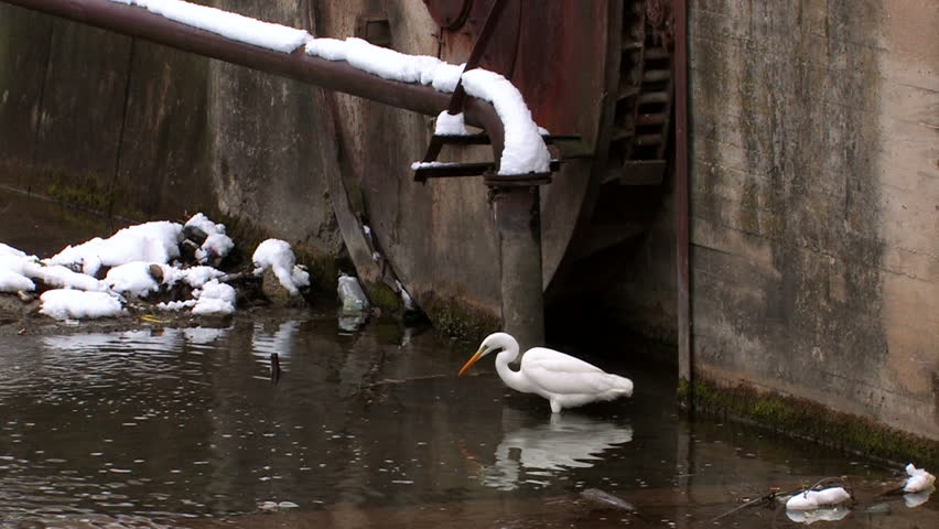 HD Winter life of stork in town river, Canon XH A1, FullHD video, 1080p, 25fps, progressive scan  