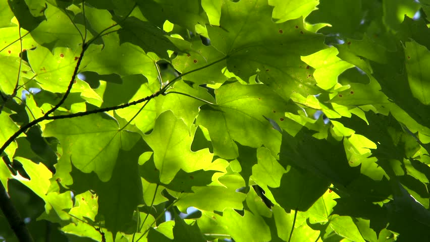 Header of Acer saccharum