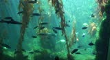Aquarium